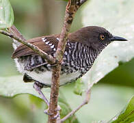 Banded Prinia