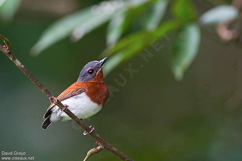 Chestnut Wattle-eye, identification