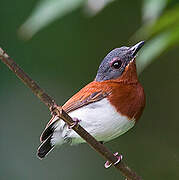 Chestnut Wattle-eye