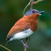 Chestnut Wattle-eye