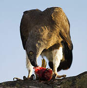 Grey-headed Fish Eagle