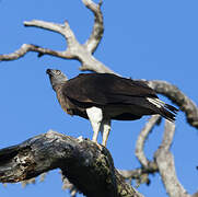 Grey-headed Fish Eagle