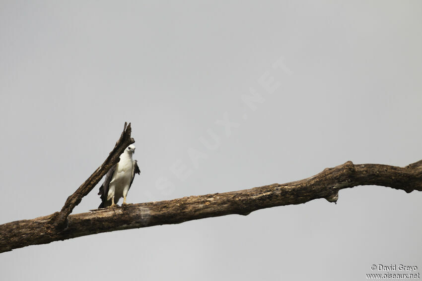 White-bellied Sea Eagle