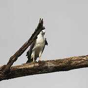 White-bellied Sea Eagle