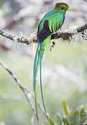 Quetzal resplendissant