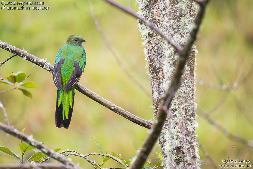 Resplendent Quetzal female