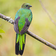 Quetzal resplendissant