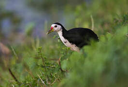 White-breasted Waterhen