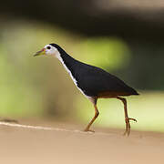 White-breasted Waterhen