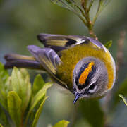 Madeira Firecrest