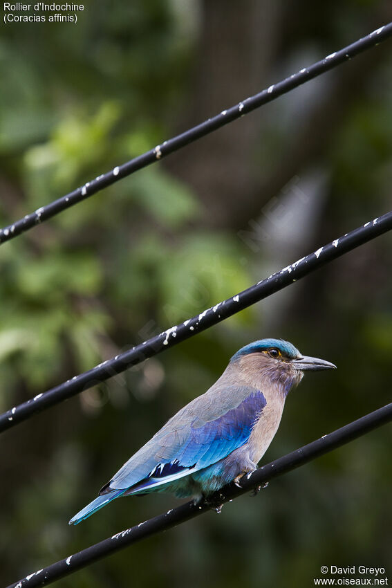 Indochinese Roller