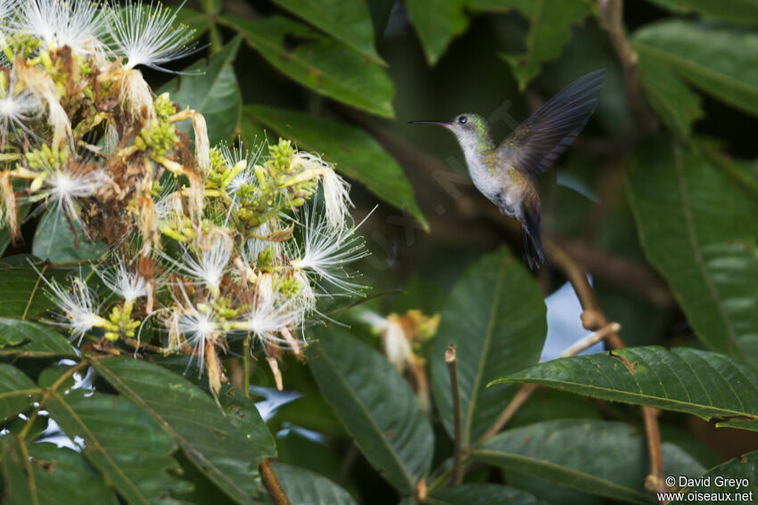 White-chinned Sapphire