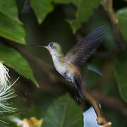 White-chinned Sapphire