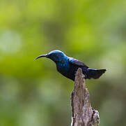 Purple Sunbird