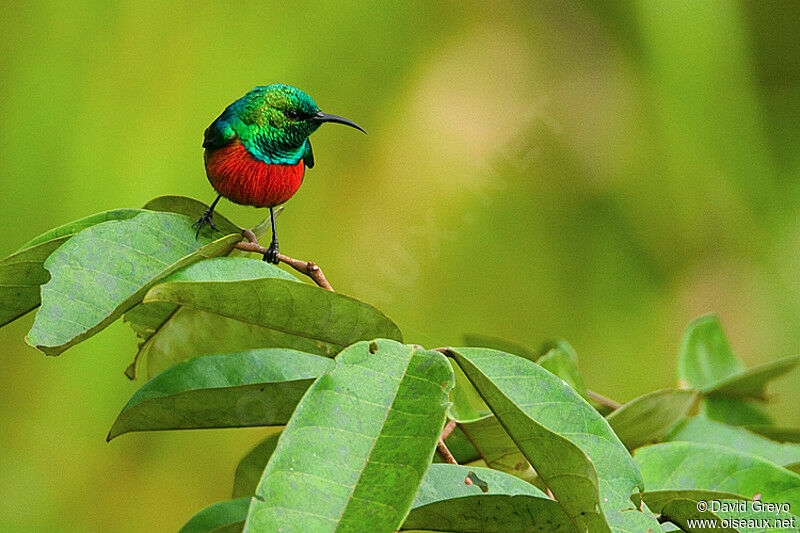 Tiny Sunbird