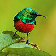 Tiny Sunbird