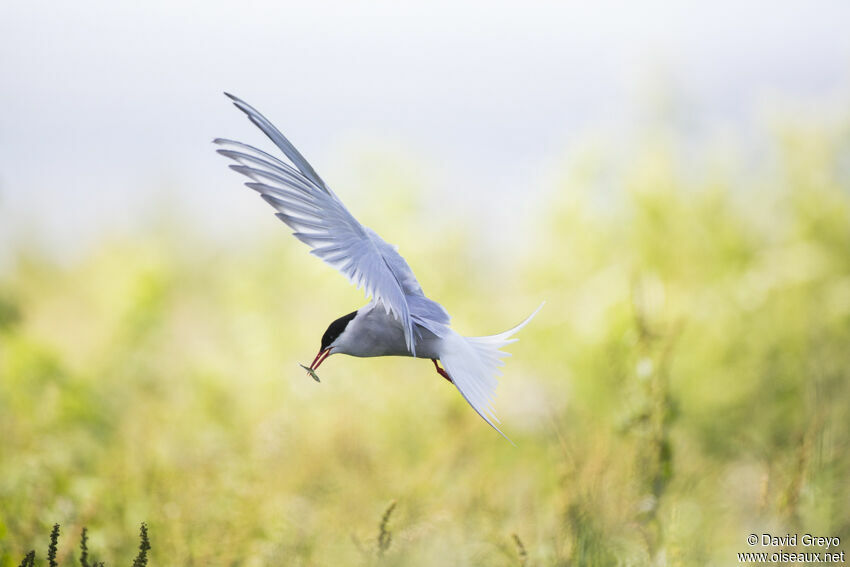 Arctic Tern