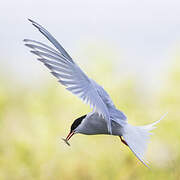 Arctic Tern