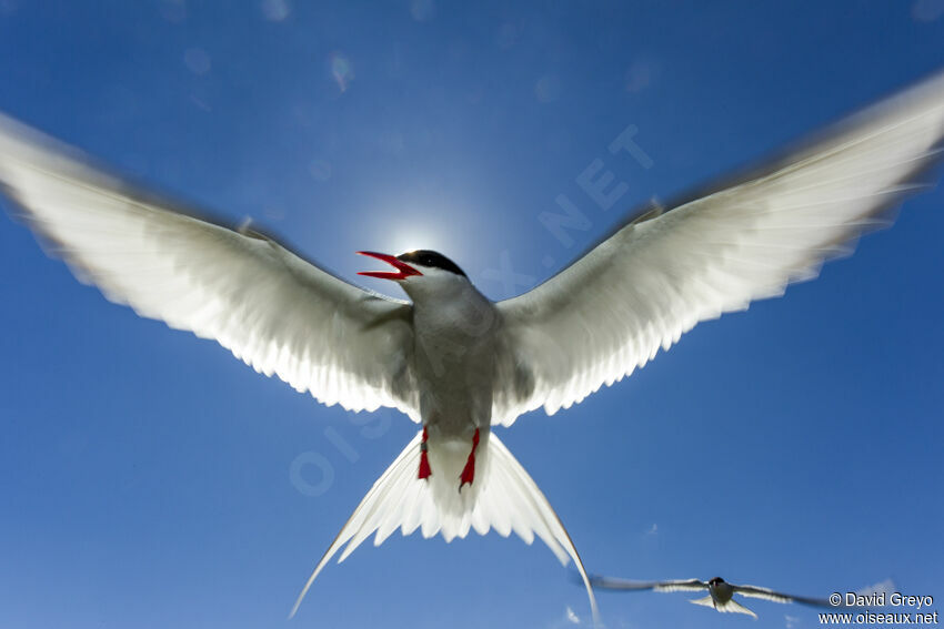 Arctic Tern