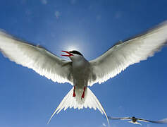 Arctic Tern