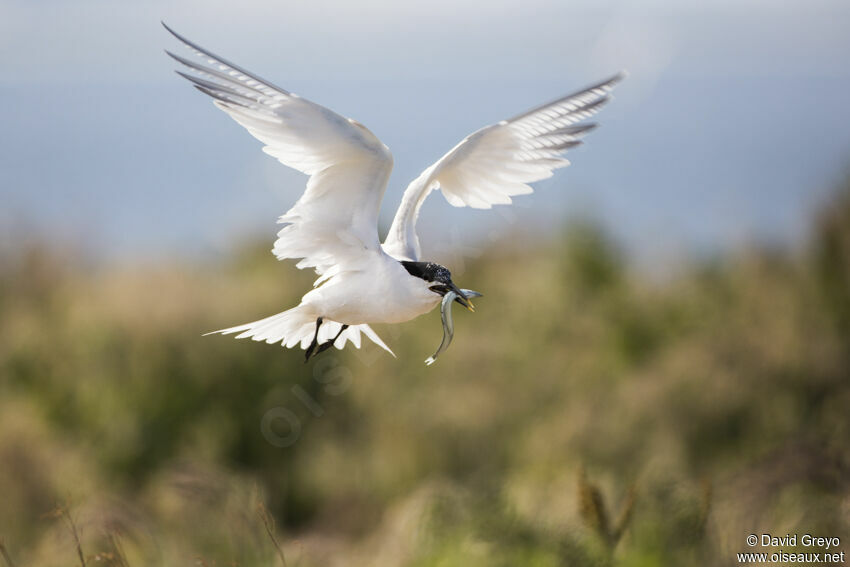 Sandwich Tern