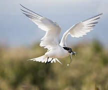 Sandwich Tern