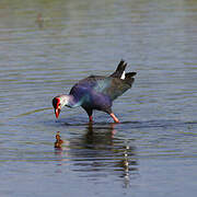 Grey-headed Swamphen