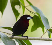 Silver-beaked Tanager