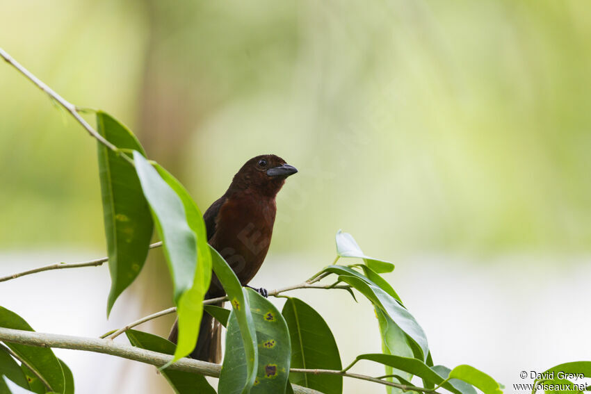 Silver-beaked Tanager