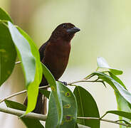 Silver-beaked Tanager