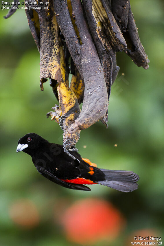 Scarlet-rumped Tanager