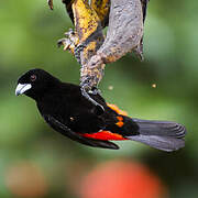 Scarlet-rumped Tanager