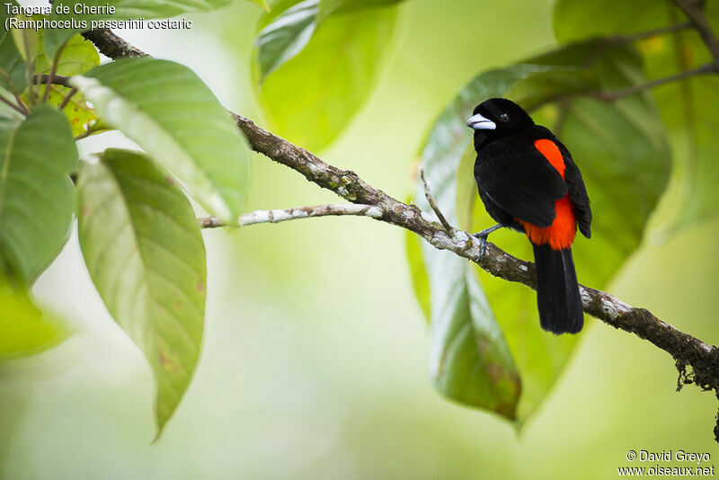 Scarlet-rumped Tanager (costaricensis) male