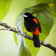 Scarlet-rumped Tanager (costaricensis)