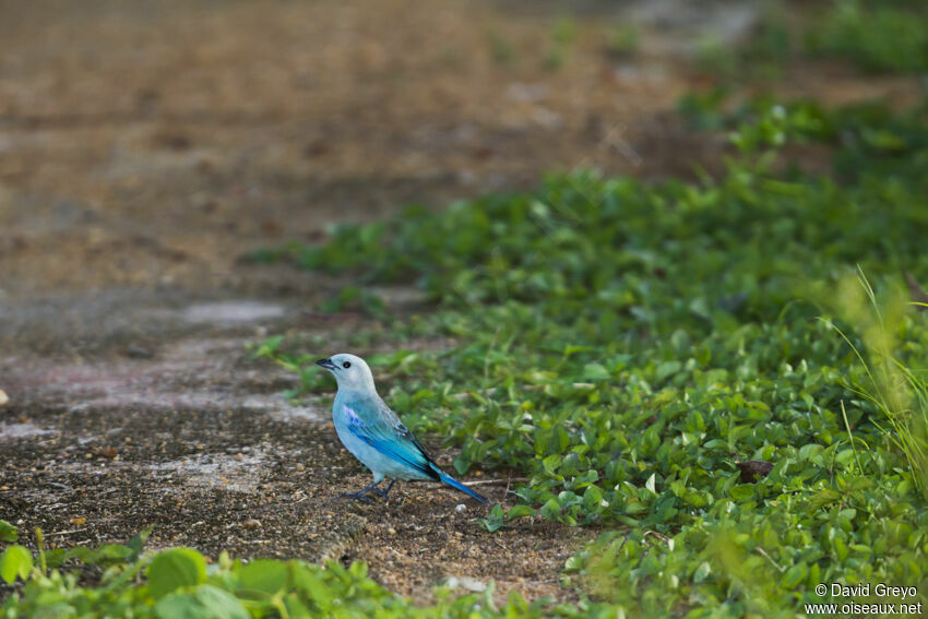 Blue-grey Tanager