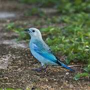 Blue-grey Tanager