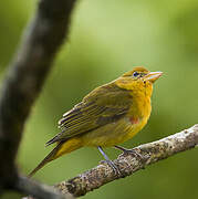 Summer Tanager