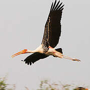 Painted Stork