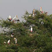 Painted Stork