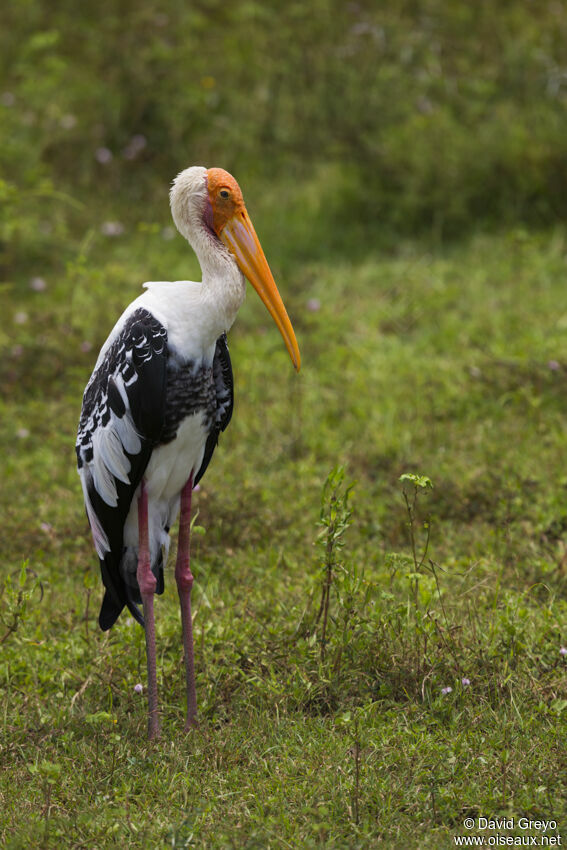 Painted Stork