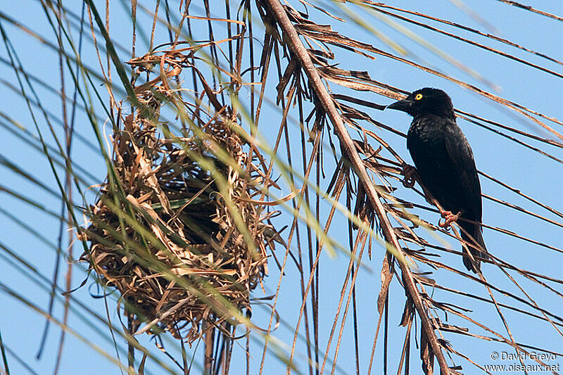 Vieillot's Black Weaver, Reproduction-nesting