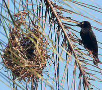 Vieillot's Black Weaver