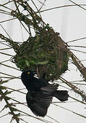 Vieillot's Black Weaver