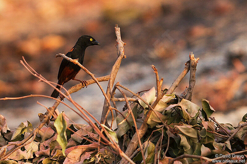 Chestnut-and-black Weaver