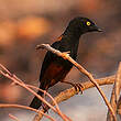 Tisserin noir et marron