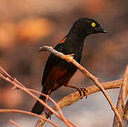 Tisserin noir et marron