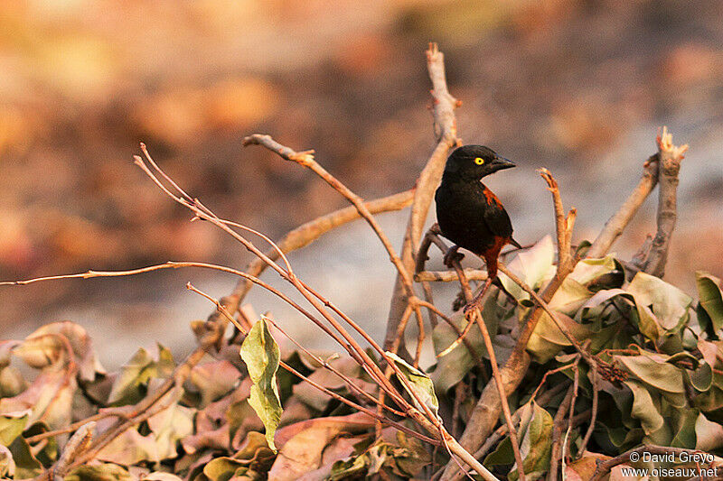 Tisserin noir et marron