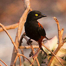 Tisserin noir et marron