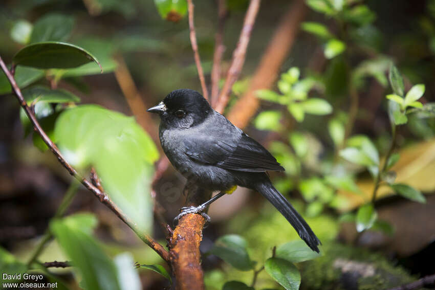 Tohi à cuisses jaunesadulte, habitat, pigmentation