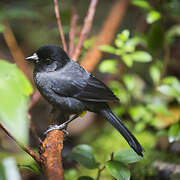 Yellow-thighed Finch